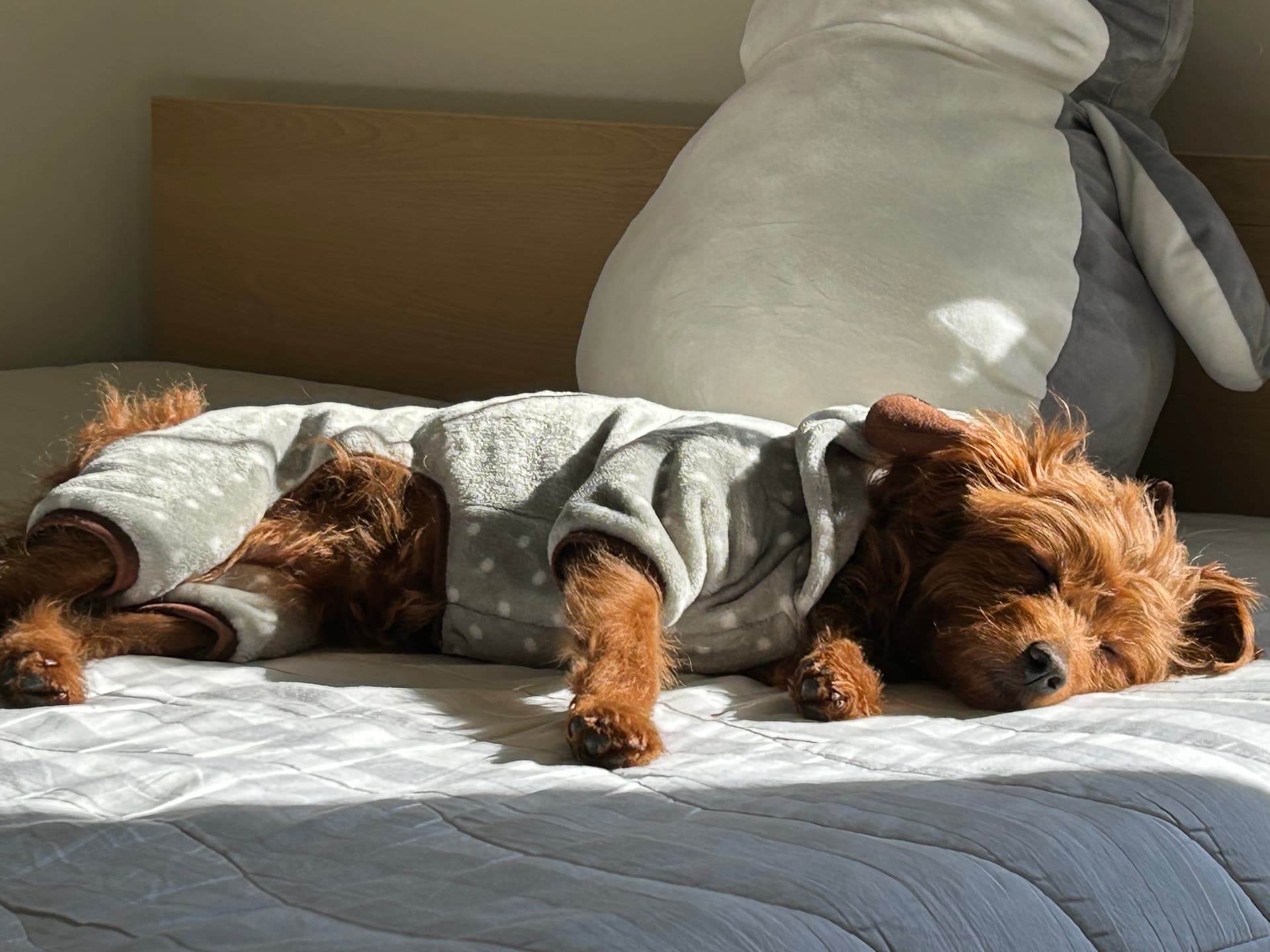 Daisy, Austin’s dog